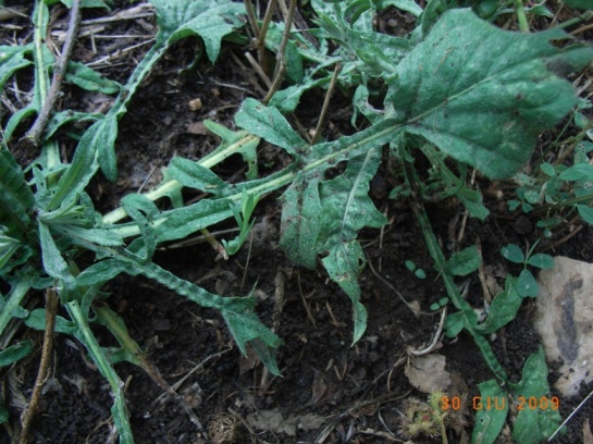 Centaurea soltitialis?